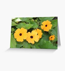 Blackeyed Susan Greeting Card