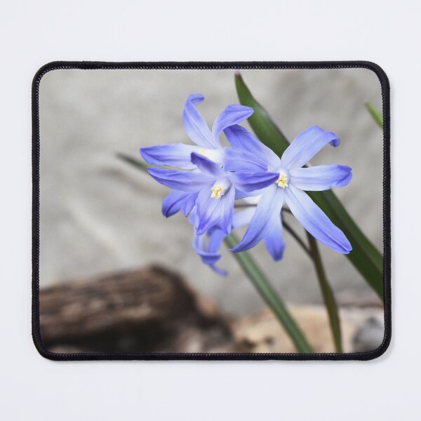 Item preview, A Few Glory-of-the-Snow Blooms designed and sold by Kathleen Brant.