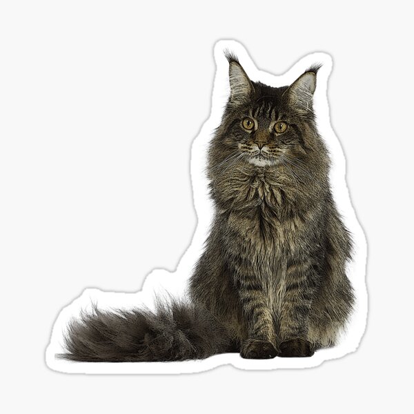 Maine-Coon-Katze Sticker