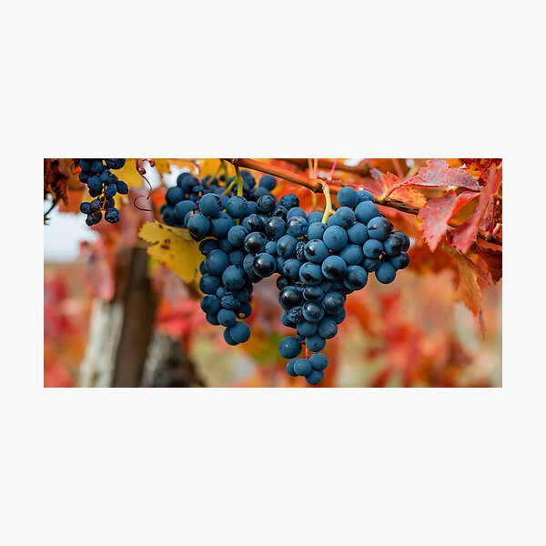 Item preview, vineyard art ,vineyard wall decor on canvas ,vineyard landscape paintings, vineyard photography ,vineyard canvas,wine country wall art,panoramic,panorama,landscape designed and sold by eyesight4vision.
