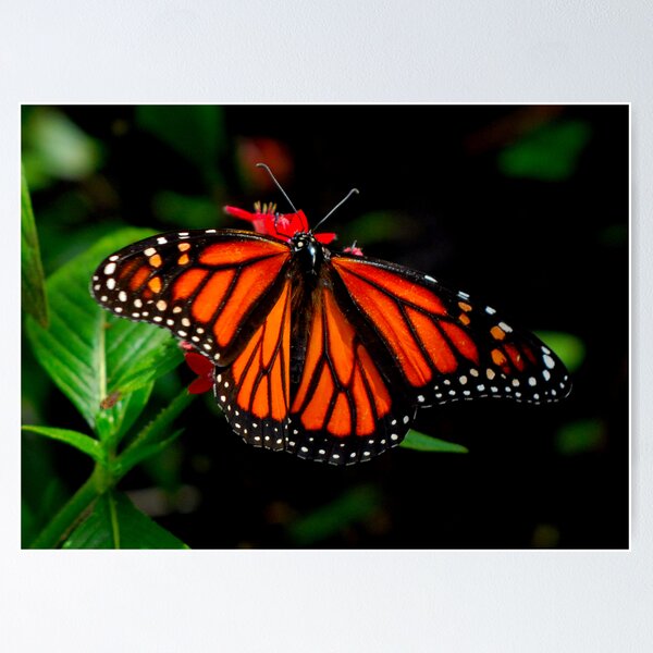 Item preview, Monarch Butterfly designed and sold by Terry Best.