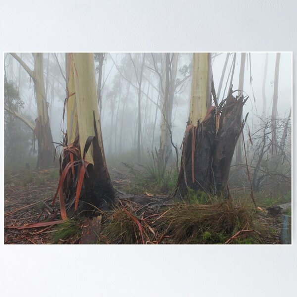 Item preview, Mountain Ash Trees in Mist 4 designed and sold by Geoff Smith.