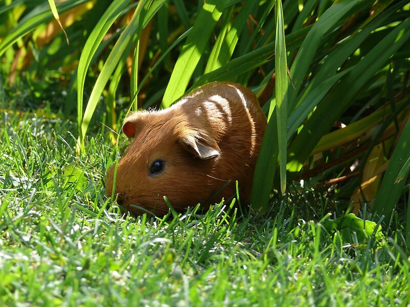 "Wild Guinea Pig of Winnipeg" by Geoffrey | Redbubble