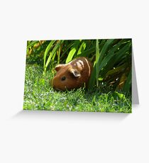 Wild Guinea Pig of Winnipeg Greeting Card