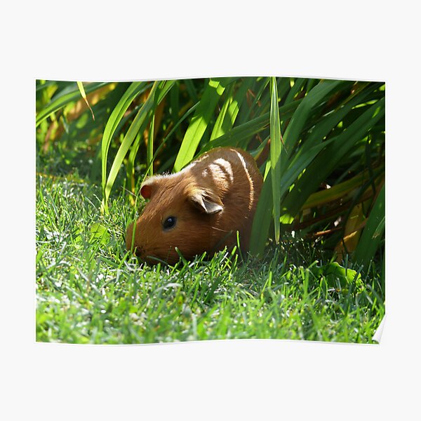 Wild Guinea Pig of Winnipeg Poster