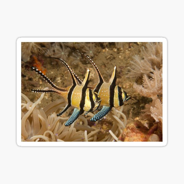 Banggai Cardinalfish, North Sulawesi, Indonesia Sticker