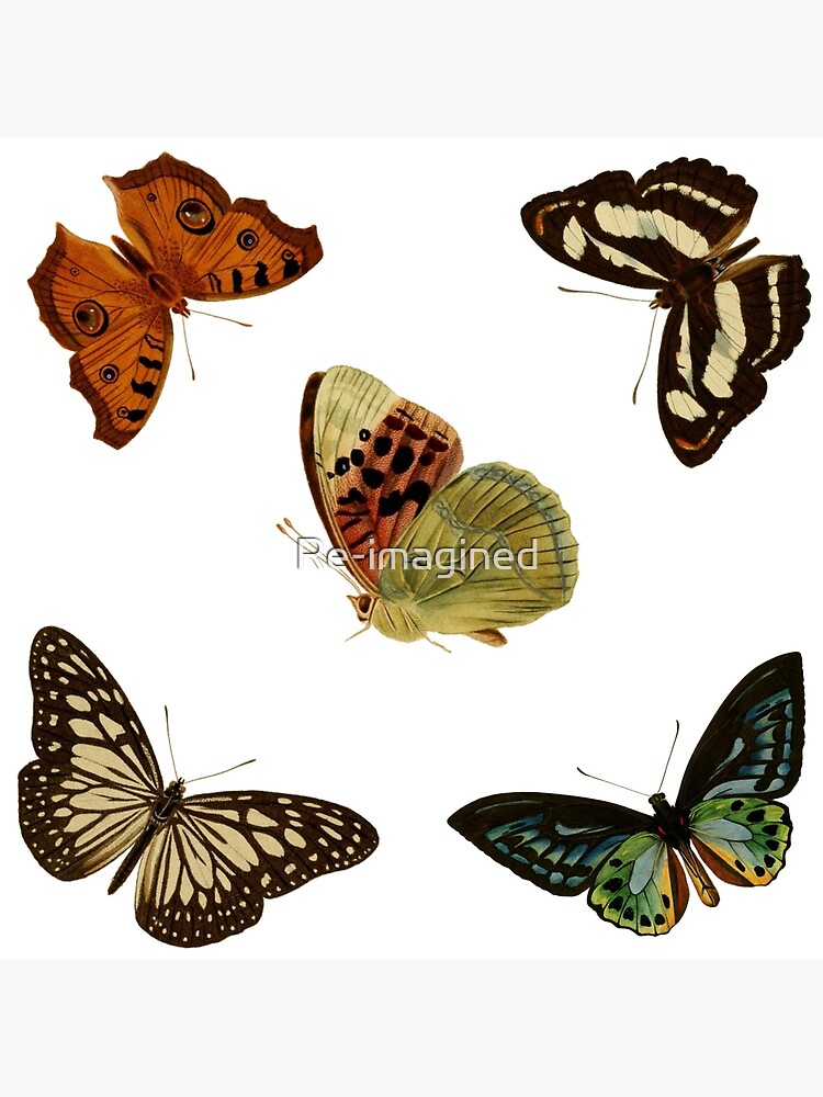 "Vintage Butterflies Set 1 Antique" Poster for Sale by Reimagined