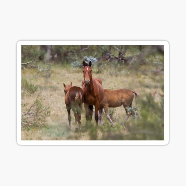 Item preview, Wild Brumbies - Kosciuszko National Park, NSW designed and sold by Holiday-Hunter.
