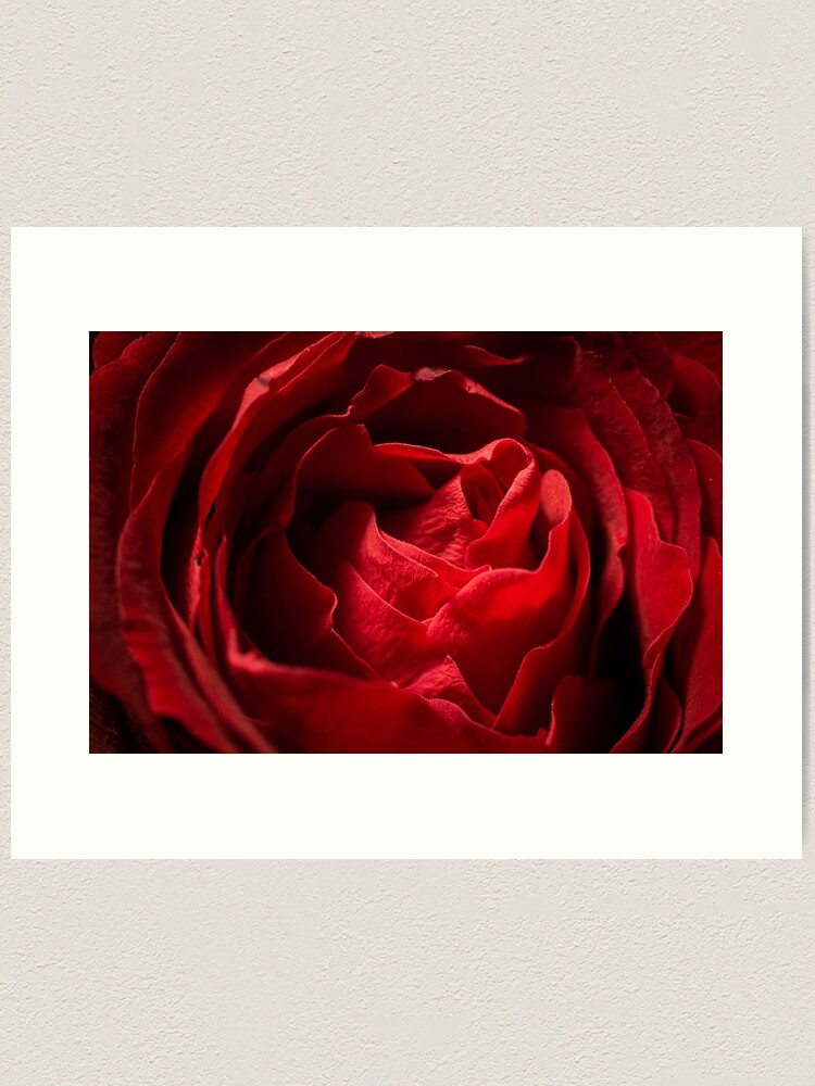 Thumbnail 2 of 3, Art Print, Red Rose designed and sold by Bianca-Jansen.
