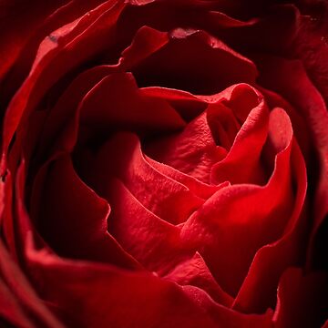 Artwork thumbnail, Red Rose by Bianca-Jansen