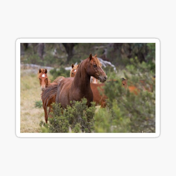 Item preview, Wild Brumbies - Kosciuszko National Park, NSW designed and sold by Holiday-Hunter.