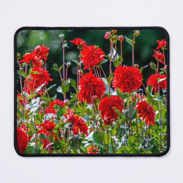 Item preview, BODENSEE : Red dahlias designed and sold by creefot.