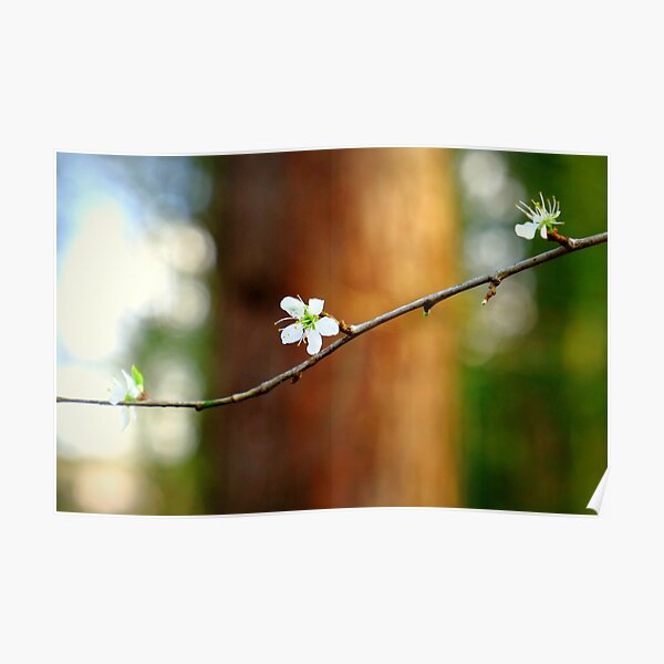 Burgeoning tree blossom Poster