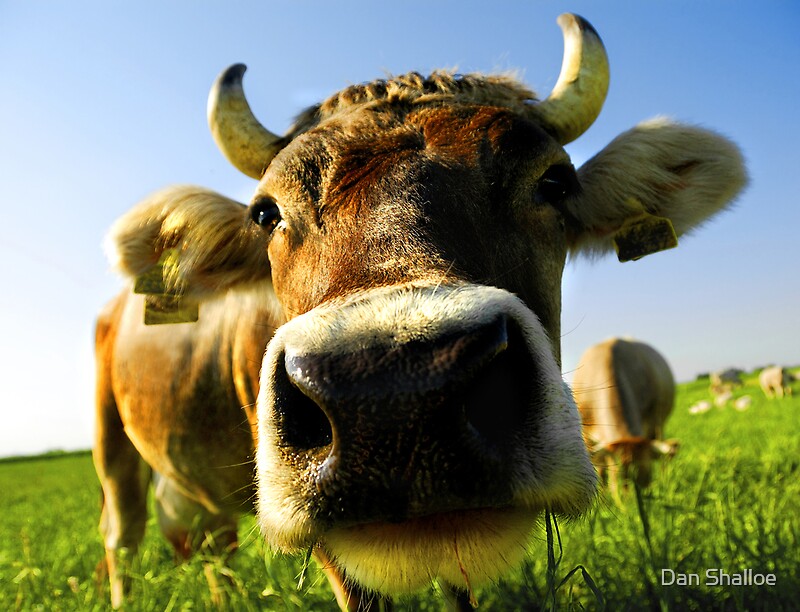 &quot;nosy cow&quot; by Dan Shalloe Redbubble