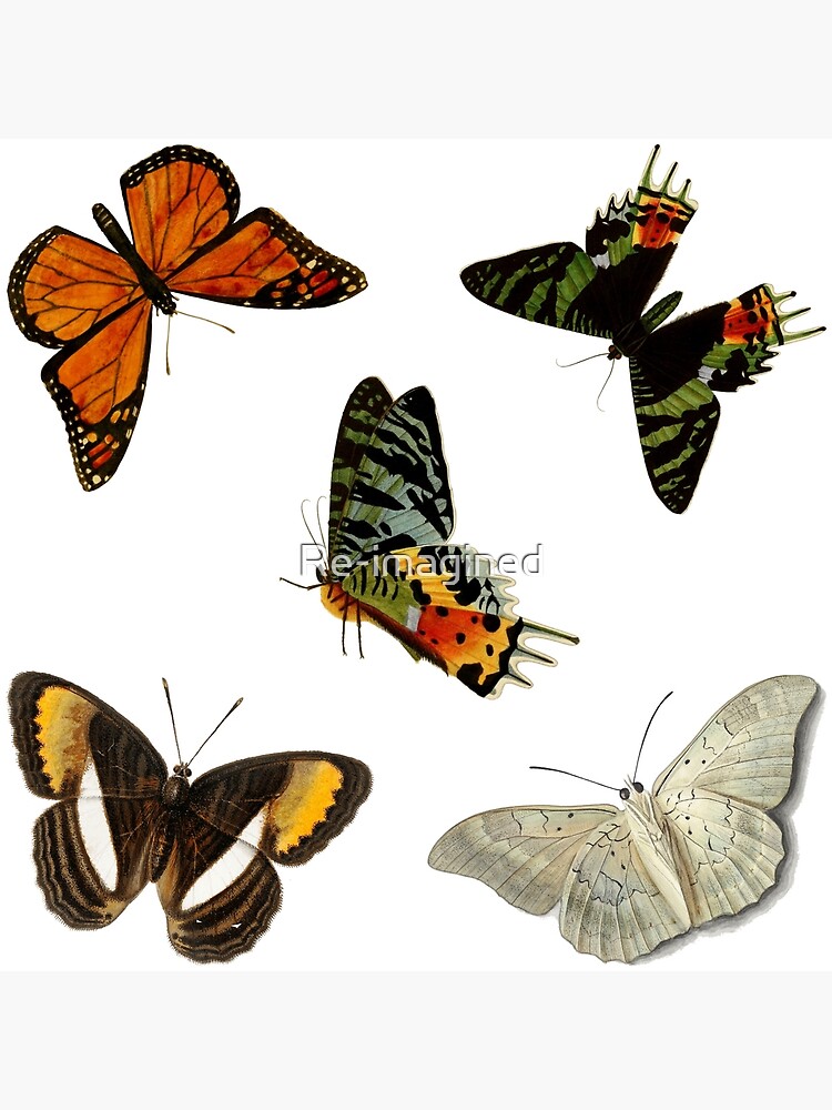 "Vintage Butterflies Set 3 Antique" Poster for Sale by Reimagined