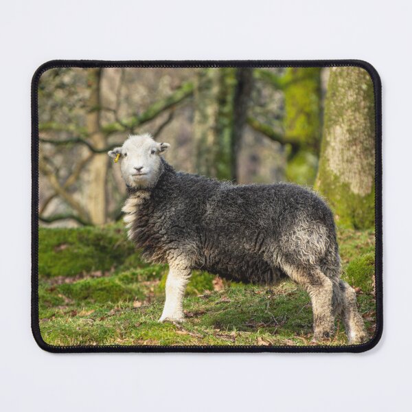 Item preview, Are you looking at me? designed and sold by ConistonPhotos.