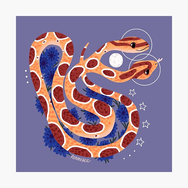 Familiar - Cornsnake Photographic Print