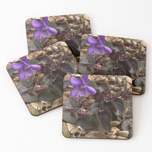 Item preview, Viola Photography, Viola Labradorica Riviniana Pupurea  designed and sold by OByD.