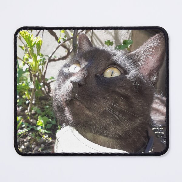 Item preview, Kitty, meow, purr designed and sold by Sternchen2789.
