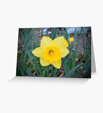 daffodils Greeting Card