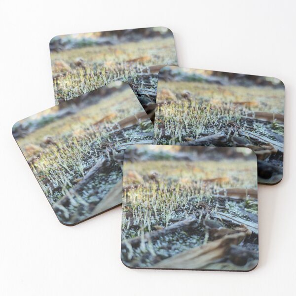 Item preview, moss with ice designed and sold by Gourmetkater.