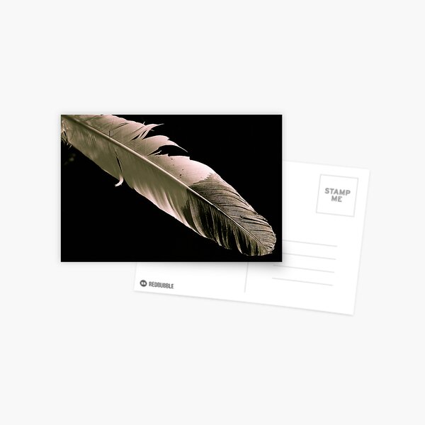 Eagle Feather Postcard