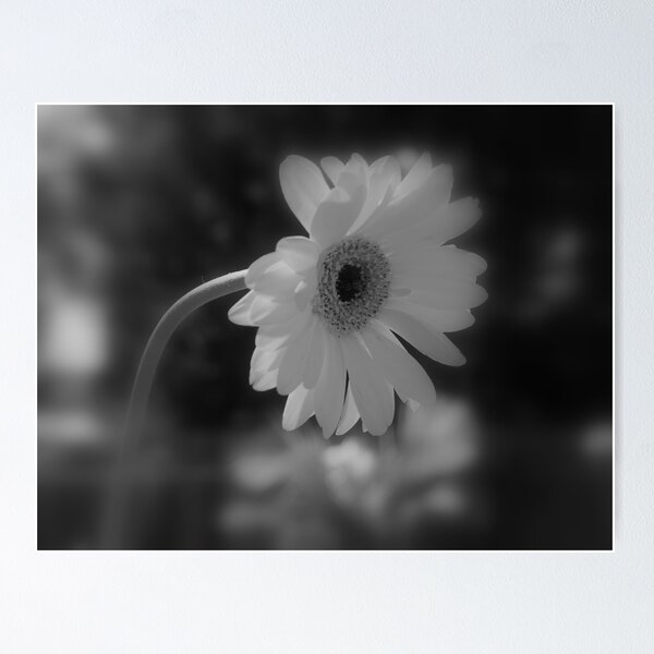 Item preview, Beauty in Blk and Wht designed and sold by DEBBIE OHMAN.