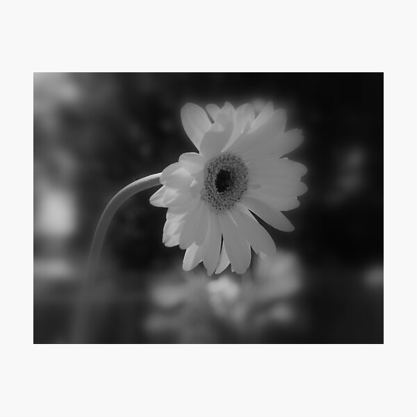 Item preview, Beauty in Blk and Wht designed and sold by DEBBIE OHMAN.