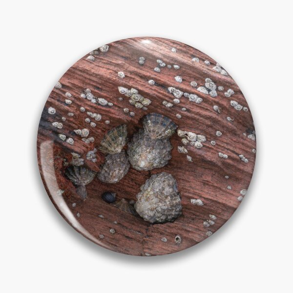Item preview, Limpet cluster designed and sold by ccullen222.