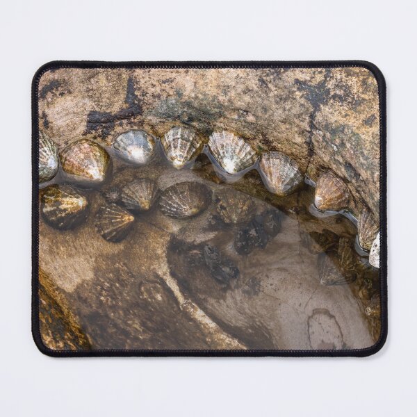 Item preview, Limpet hollow designed and sold by ccullen222.
