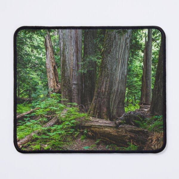 Item preview, Cedar Forest Scene - Pacific Northwest designed and sold by Lostlogo.