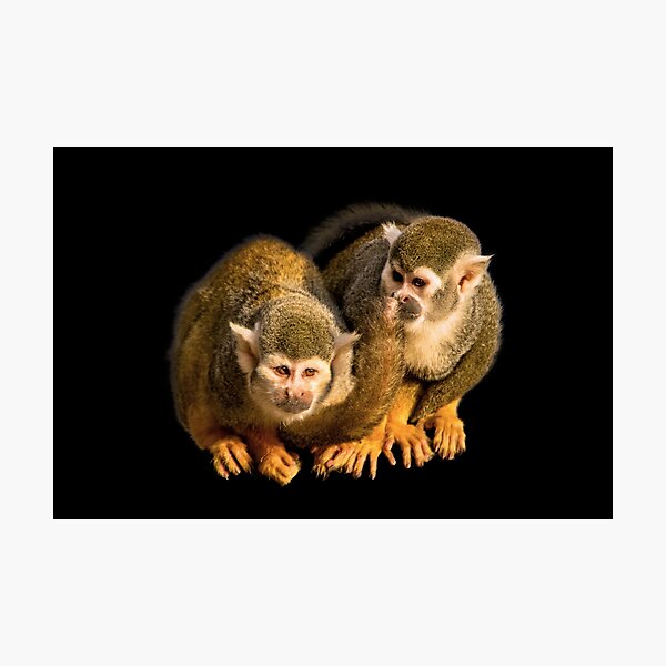 Two squirrel monkeys agains black background Photographic Print