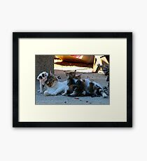 Kittens Framed Print