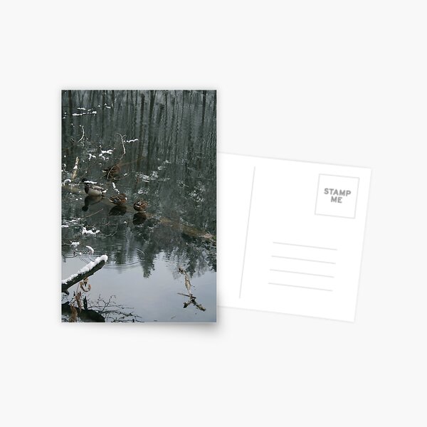 Ducks in the winter reflection Postcard