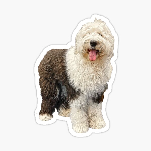 Old English Sheepdog Canine Bicolor Cute Photo Background And