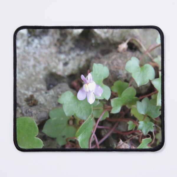 Item preview, Cymbalaria muralis designed and sold by greentiger1.