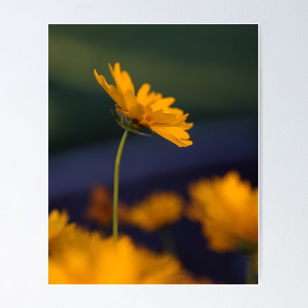 Item preview, Morning Dream designed and sold by mymamiya.