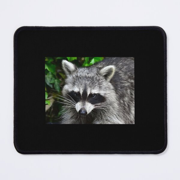 Item preview, Raccoon - Waschbaer - Raton Laveur   designed and sold by LorraineHa5965.