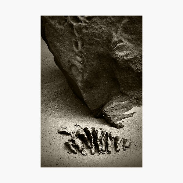 Emerging Hands Photographic Print