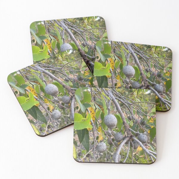 Item preview, Eacalyptus, gum nuts  designed and sold by Lanie B Meyer.