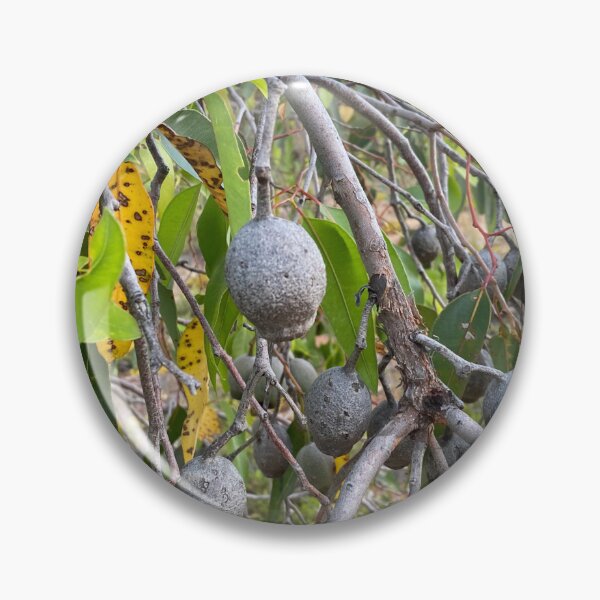 Item preview, Eacalyptus, gum nuts  designed and sold by Lanie B Meyer.