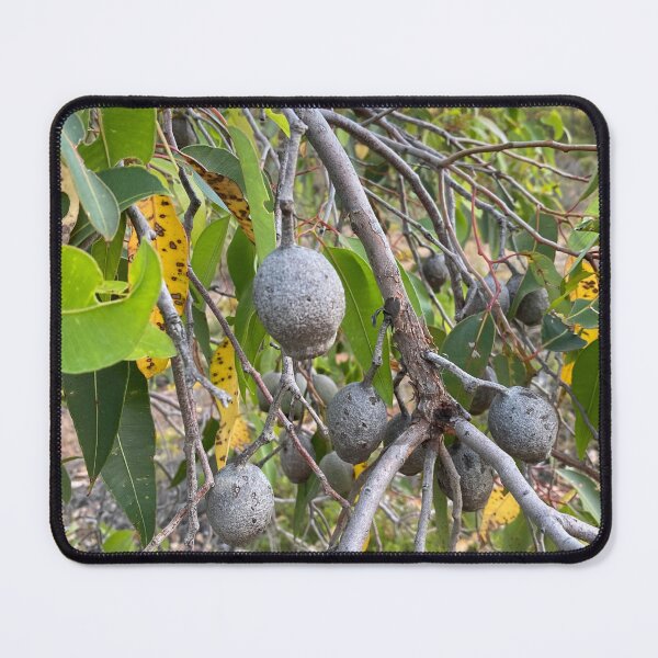 Item preview, Eacalyptus, gum nuts  designed and sold by Lanie B Meyer.
