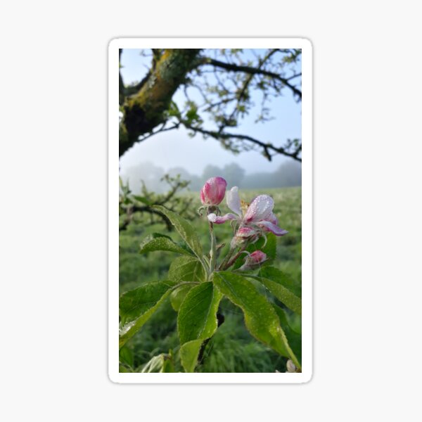 Item preview, Apple Bloom designed and sold by Polaris14.