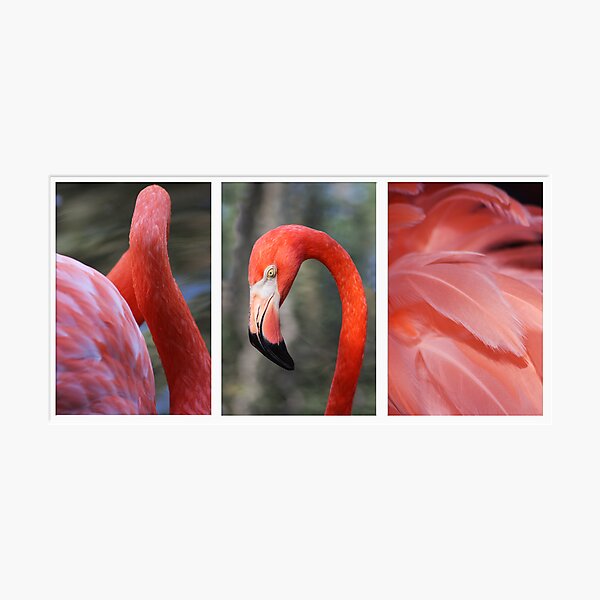 Item preview, Flamingo Triptych designed and sold by BethBernier.