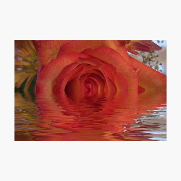 Artikelvorschau, Flooded Rose entworfen und verkauft von Mary Lake.