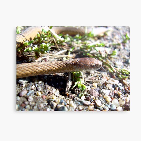 Little Brown Snake 1050 Metal Print