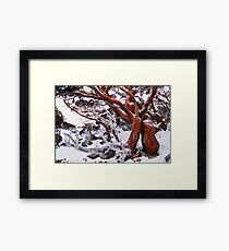 Snow Gum Framed Print