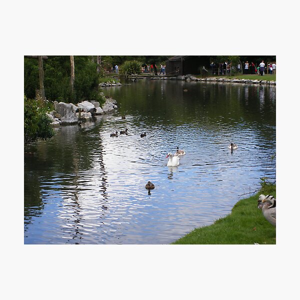 Artikelvorschau, Ducks in a pond entworfen und verkauft von Patrick Ronan.