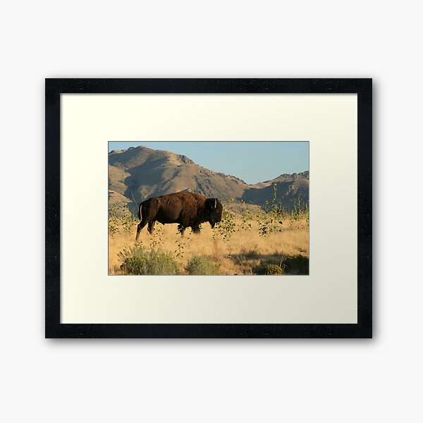 American Buffalo Framed Art Print