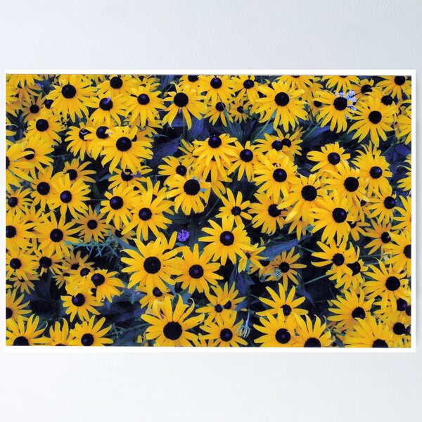 Artikelvorschau, Sea of Black Eyed Susan entworfen und verkauft von mikrin.